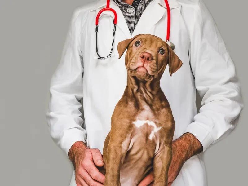 Cão caracterizado com jaleco e estetoscópio